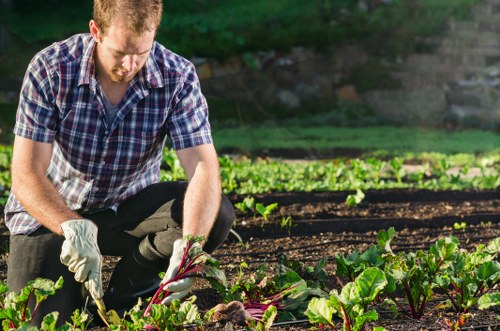 Garden clearance process with professionals at work